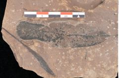 Foto (Detailsansicht) von Quercus palaeoilex Ettingshausen (NHMW-GEO-2024-0188-0777)